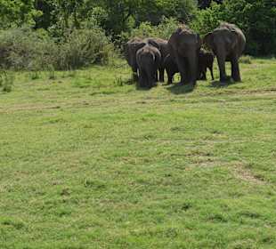 Nationalpark Mineriya