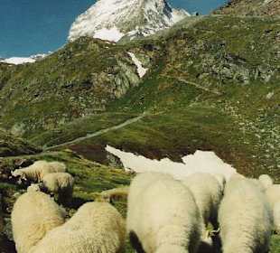 Schafe vorm Mtterhorn
