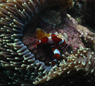 Anemonenfische