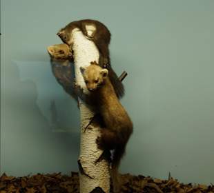 Vogel-und Jagdtierkunde