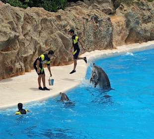 Delfin - Show