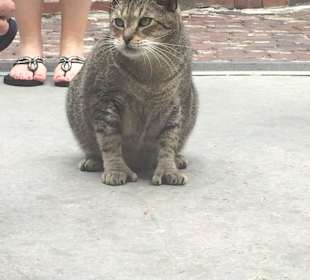 Eine der vielen herumtollenden Katzen