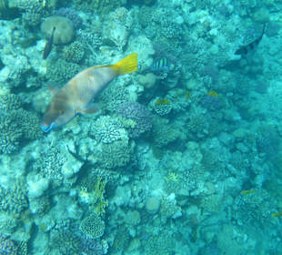 Schnorcheln Makadi Bay