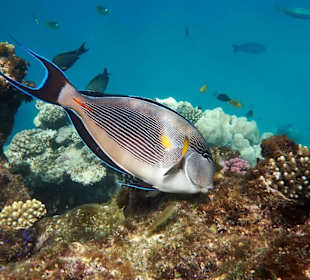 Arabischer-Doktorfisch