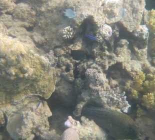 Korallenriff am Jasmin mit beindicker Muräne 