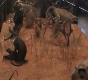 Naturhistorisches Museum