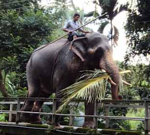 Millennium Elephant Foundation