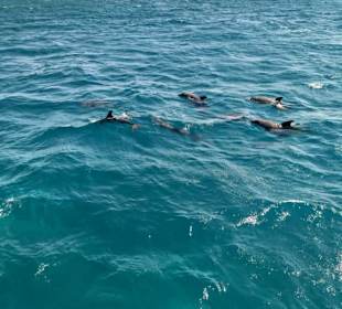 Schnorcheln mit Delfinen