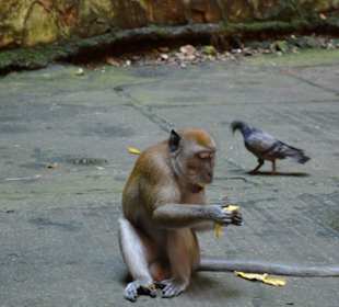 Batu Caves