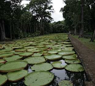Black River Gorges National Park