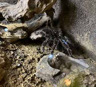 Aquazoo Löbbecke Museum Düsseldorf