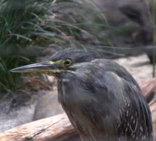 Kleinsäuger + Vogelhaus