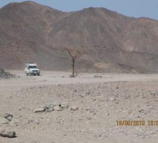 Bäumchen in der Wüste 