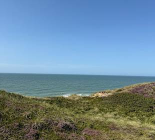 Blühende Heide