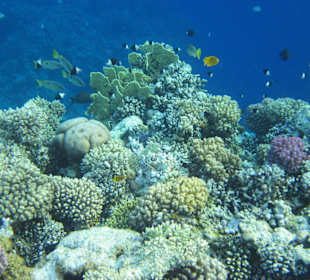 Морские анемоны