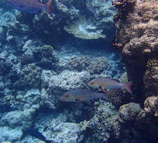 Schnorcheln Hausriff