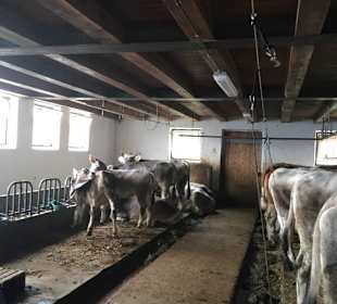 Kuhstall