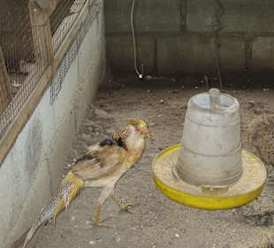 Voliere auf der Orchideenfarm