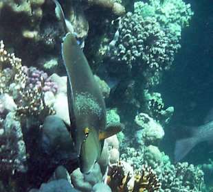 Langnasendoktorfisch