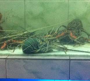 Fischrestaurant Jimbaran