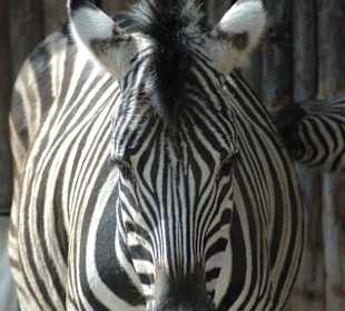 Zoo Krefeld