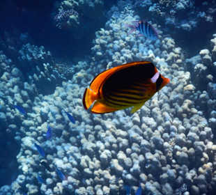 Schnorcheln Makadi Bay