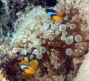 Schnorcheln Makadi Bay