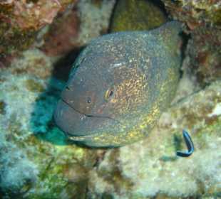 Unterwasserwelt am Riff