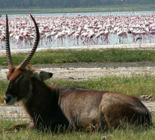 Wasserbock am Lake Nakuru