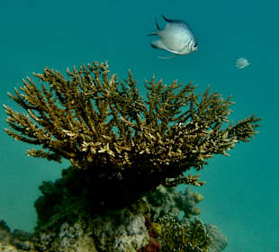 Schnorcheln Marsa Alam