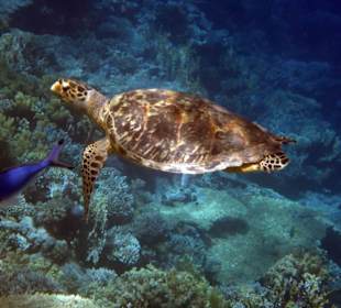 Schildkröten haben wir gesehen