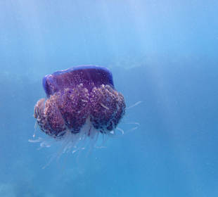 Qualle (ungefährlich)