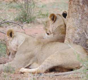 Löwen und immer müde