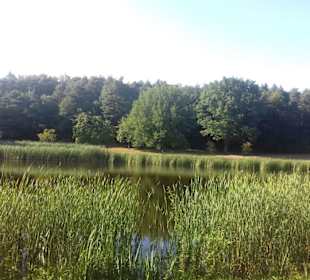 Seewoog in Ramstein-Miesenbach