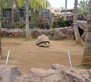 Schildkröten Gehege