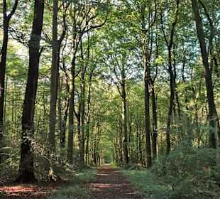 Impressionen aus dem Neuenburger Urwald