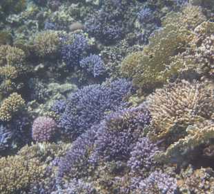 Wunderschönes Hausriff