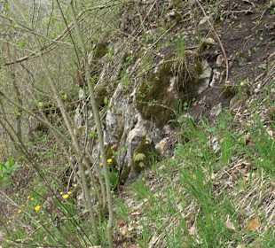 Eiszeitpfad - Burgfelsenpfad