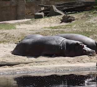 ZOOM Erlebniswelt Gelsenkirchen