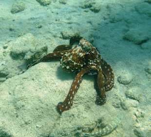 Octopus vorm Hausriff