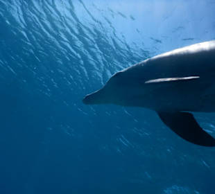 Schnorcheln mit Delfinen