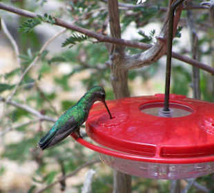 Kolibri beim Trinken