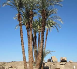Eine Palme im Karnak Tempel