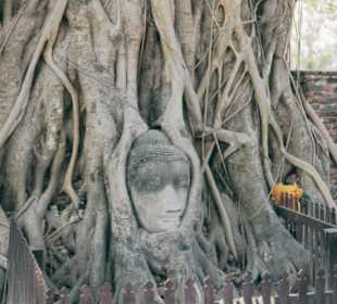 Thailand Bangkok Ayutthaya Steingesicht im Baum