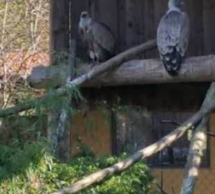 Aus dem Raritäten Zoo Ebbs