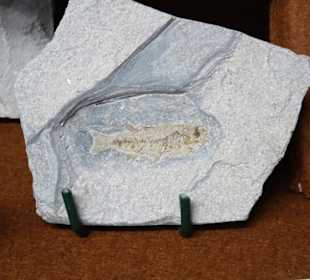 Fossilien im Staffelsteiner Heimatmuseum