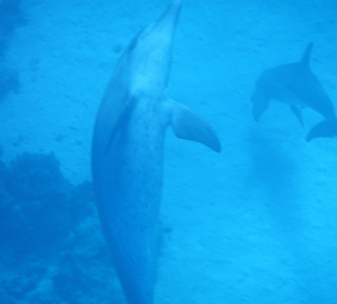 Delfinausflug