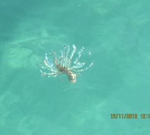 Schnorcheln mit dem Feuerfisch