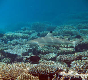 Schwarzspitzen Riffhai