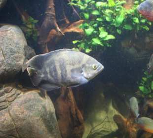 Piranha